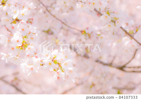 Cherry blossoms (soft focus) 84107333
