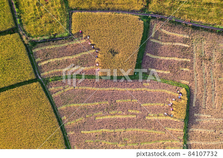 farmer harvesting rice by scythe no machine ,farmers work hard in rice field in harvest season aerial view farmer harvesting rice by scythe no machine ,farmers work hard in rice field in harvest season aerial view 84107732