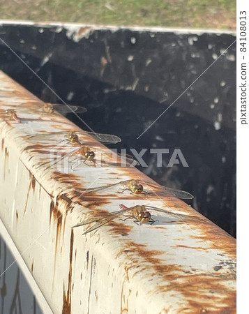 在蜻蜓開始之前等待 在蜻蜓開始之前等待 84108013