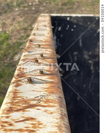 蜻蜓爭先恐後 84108014