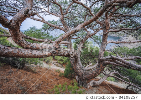 Relict pine on a rocky seashore. Cape Kapchik, Noviy Svet, Crimea Relict pine on a rocky seashore. Cape Kapchik, Noviy Svet, Crimea 84108257