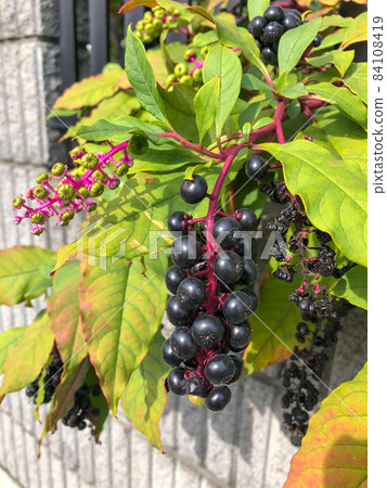 在私人住宅的花園裡種植的美洲商陸果 84108419