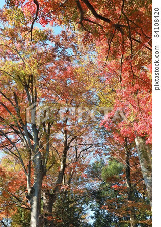 樹秋葉 84108420