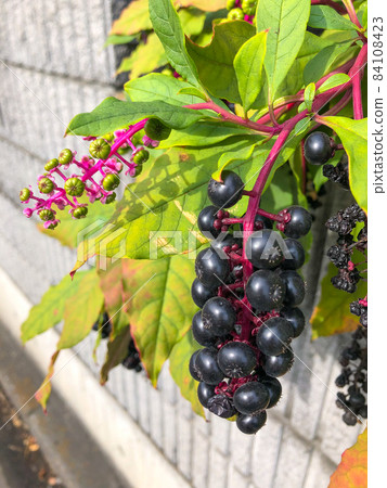 在私人住宅的花園裡種植的美洲商陸果 84108423