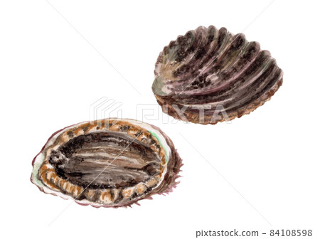 Hand-painted watercolor of abalone 84108598
