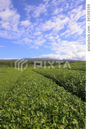 濟州道順茶園 濟州道順茶園 84109169