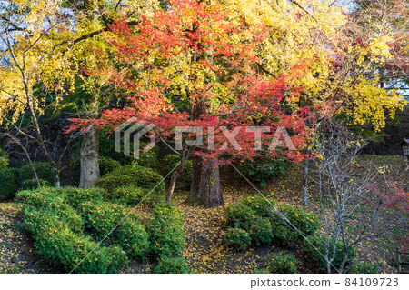 美麗秋葉的菊池神社和菊池公園 美麗秋葉的菊池神社和菊池公園 84109723