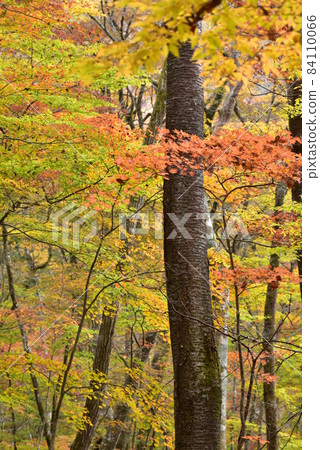 Kuju mountain range, autumn leaves at the foot of Mt. Kurodake Kuju mountain range, autumn leaves at the foot of Mt. Kurodake 84110066