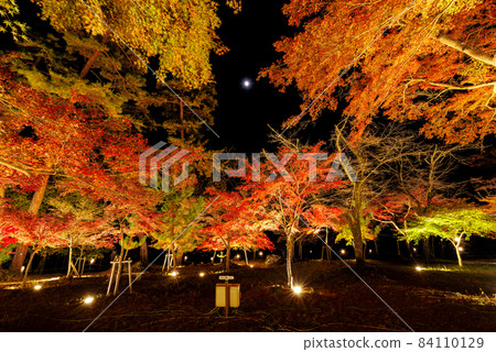 Illumination of the moon and autumn leaves ・ Tsukinoishi Momiji Park [Nagatoro Town, Saitama Prefecture] 84110129