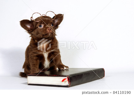 A small Chihuahua puppy with glasses, next to a book. The concept of home schooling A small Chihuahua puppy with glasses, next to a book. The concept of home schooling 84110190