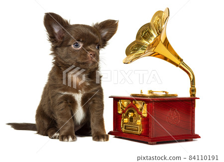 A cute little brown Chihuahua puppy sits next to a clockwork music box, a gramophone on a white background. A cute little brown Chihuahua puppy sits next to a clockwork music box, a gramophone on a white background. 84110191