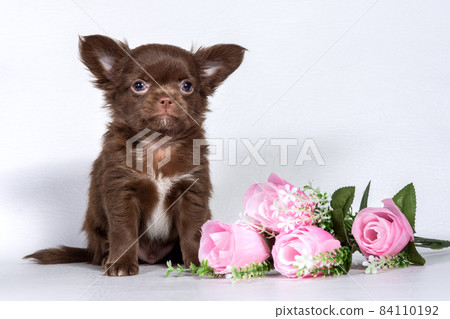 Chocolate little Chihuahua puppy, small size, sitting next to multicolored flowers on a white background 84110192