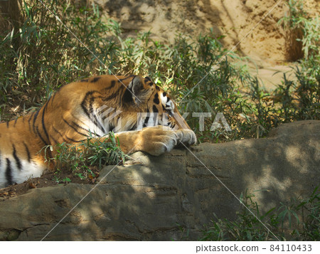 Tiger Amur tiger taking a nap 84110433