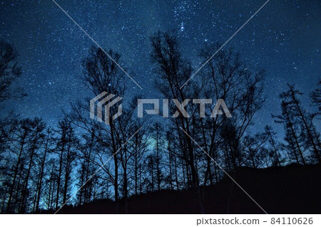林木和完美的星空 84110626