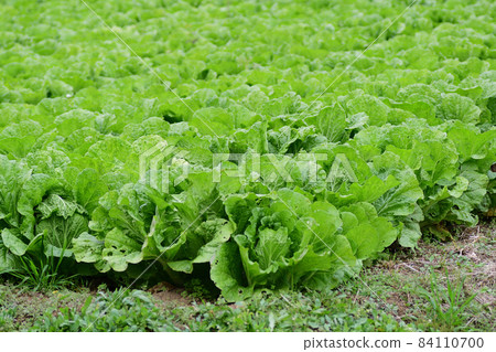 Chinese cabbage fields Chinese cabbage fields 84110700