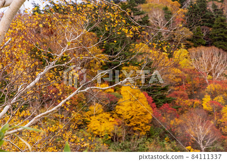 八幡平大沼秋葉 八幡平大沼秋葉 84111337