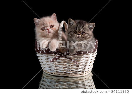 Two exotic shorthair kittens sitting in a wicker basket on a dark background. A day of romance and love. 84111520
