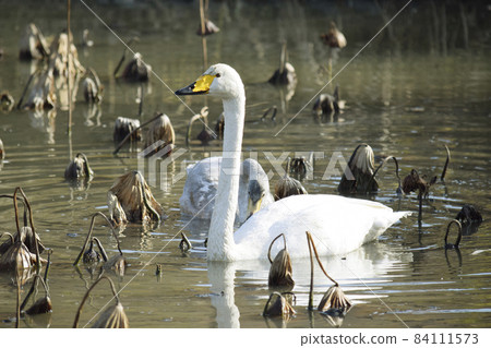 Withered hass and swans 84111573