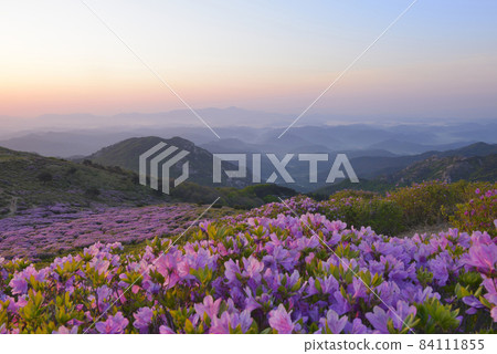 Hapcheon Hwangmaesan Azalea 84111855