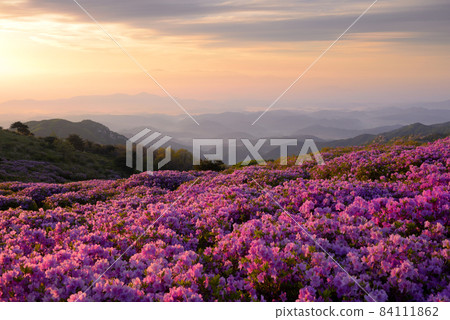 咸川黃梅山杜鵑花 咸川黃梅山杜鵑花 84111862
