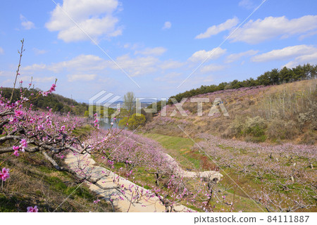 Spring Spring 84111887