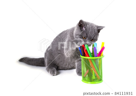 Adorable British kitten sitting next to a glass with markers, select the marker. welcome to school 84111931