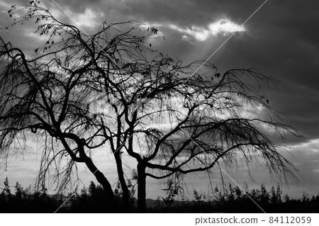 Weeping cherry tree in late autumn 84112059