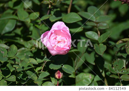 Rose flower 84112549