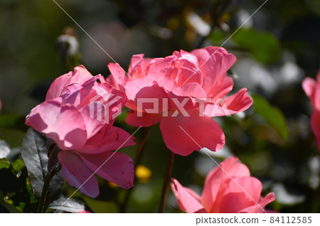 玫瑰花 84112585