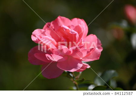 玫瑰花 84112587