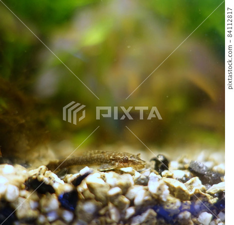 Otoshin Negro Otoshin Negro 84112817