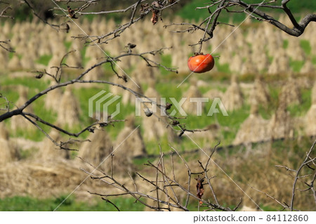 Straw bocce and left persimmon in the rice field that has been harvested 84112860