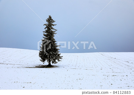 [北海道美瑛町] 初冬的景色和聖誕樹 11 月 84112883