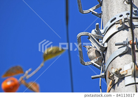 A starling aiming at the persimmon fruit in the garden of a private house from a utility pole nearby 84113017
