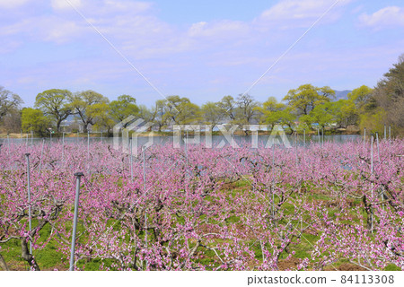 Spring Spring 84113308