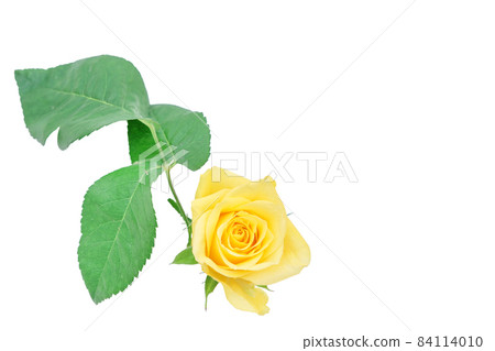 Rose yellow yellow rose yellow rose rose rose Rose yellow yellow rose yellow rose rose rose 84114010