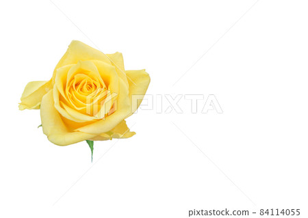 Rose yellow yellow rose yellow rose rose rose 84114055