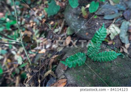 Concept of forest travel, trees love nature 84114123