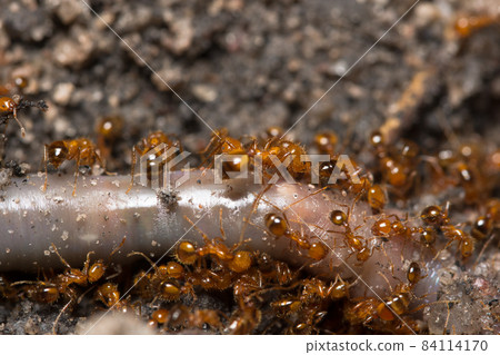 Solenopsis invicta Solenopsis invicta 84114170