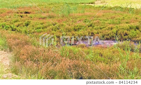 Hamcho, Atsugi grass, also known as coral grass, the only native area of Honshu, Asakuchi City, Okayama Prefecture, Yorishima reclamation, red one is Hamcho Hamcho, Atsugi grass, also known as coral grass, the only native area of Honshu, Asakuchi City, Okayama Prefecture, Yorishima reclamation, red one is Hamcho 84114234