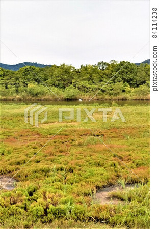 Hamcho, Atsugi grass, also known as coral grass, the only native area of Honshu, Asakuchi City, Okayama Prefecture, Yorishima reclamation, red one is Hamcho Hamcho, Atsugi grass, also known as coral grass, the only native area of Honshu, Asakuchi City, Okayama Prefecture, Yorishima reclamation, red one is Hamcho 84114238