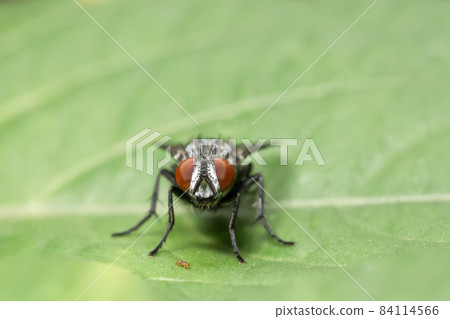 Macro flies 84114566