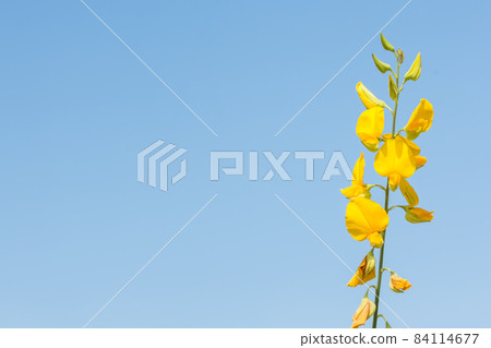Flower Crotalaria Flower Crotalaria 84114677