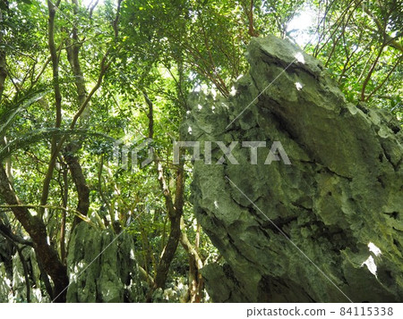 大石林山的風景（沖繩縣國頭郡國頭村） 84115338