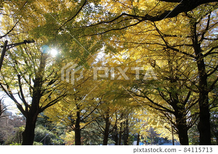 仙台市青葉區琴台公園附近的紅葉 仙台市青葉區琴台公園附近的紅葉 84115713