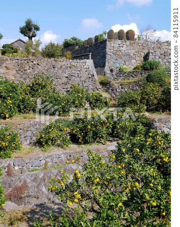 Takaishigaki mandarin orange field (Koten, Tensuimachi, Tamana City, Kumamoto Prefecture) 84115911