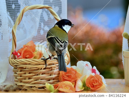 Great tit looking for food and checking bay window flowers Great tit looking for food and checking bay window flowers 84116224