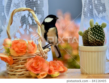 Great tit looking for food and checking the bay window 84116405