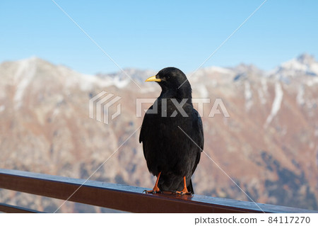 raven sitting on the railing, crow in the mountains, bird, blurred background, close-up raven sitting on the railing, crow in the mountains, bird, blurred background, close-up 84117270