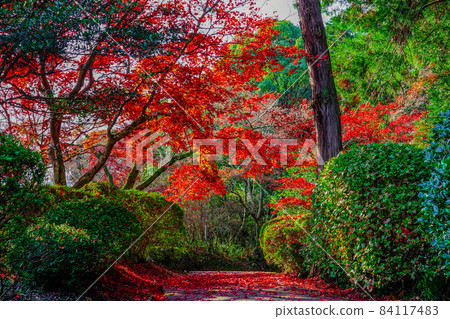 Kotohira-san from Sanuki Quiet autumn leaves on the back approach (Kotohira Town, Kagawa Prefecture) 84117483